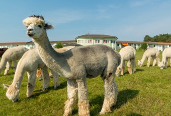 maxi Pflegeservice - Betreutes Wohnen